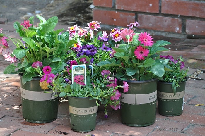 Beautiful and colorful flowers to update the front porch for spring with Monrovia