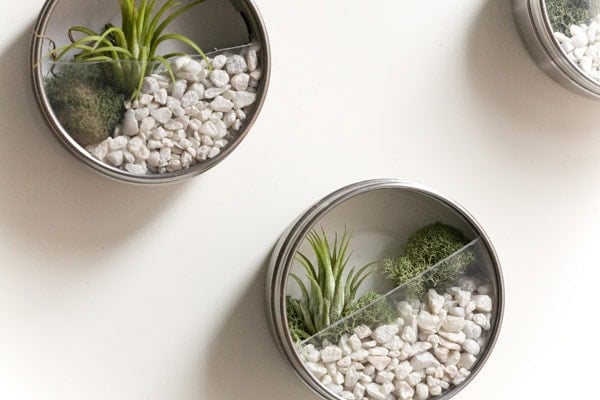 Metal ikea tins turned into terrariums on wall