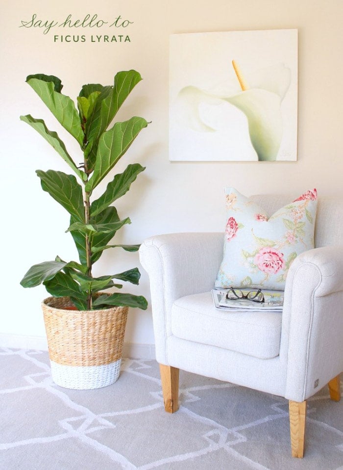 Ikea basket planter hack