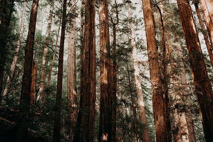 Redwood trees showing redwood is a softwood