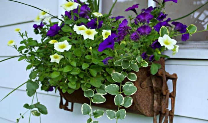 rusty corncrib cup with yellow and purple flowers in it.