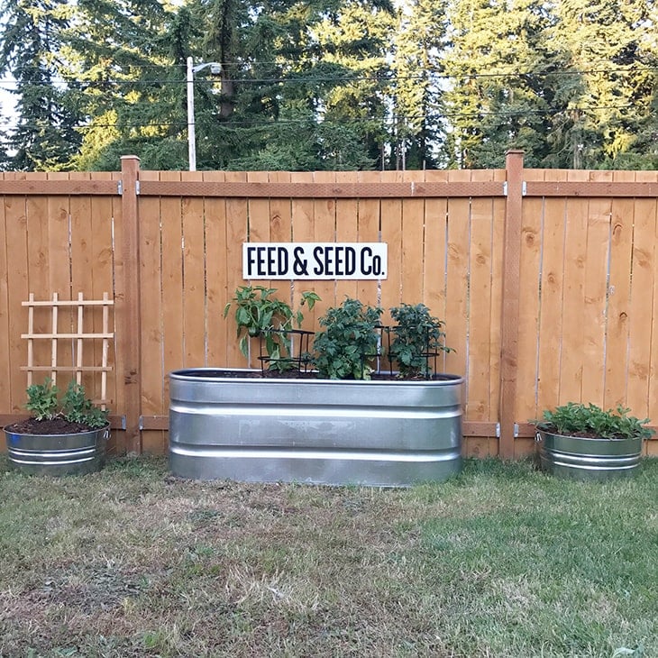 Stock tank used as a raised garden sitting in front of a cedar fence
