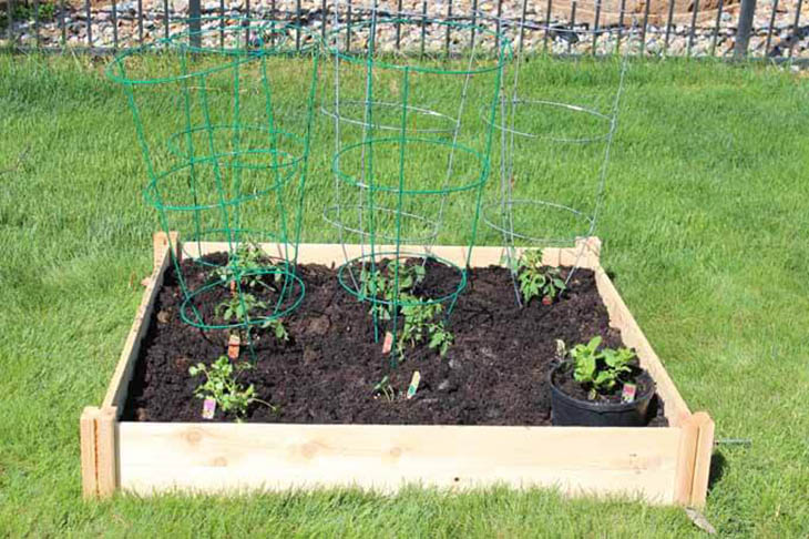 Small wood raised garden bed with tomato plants