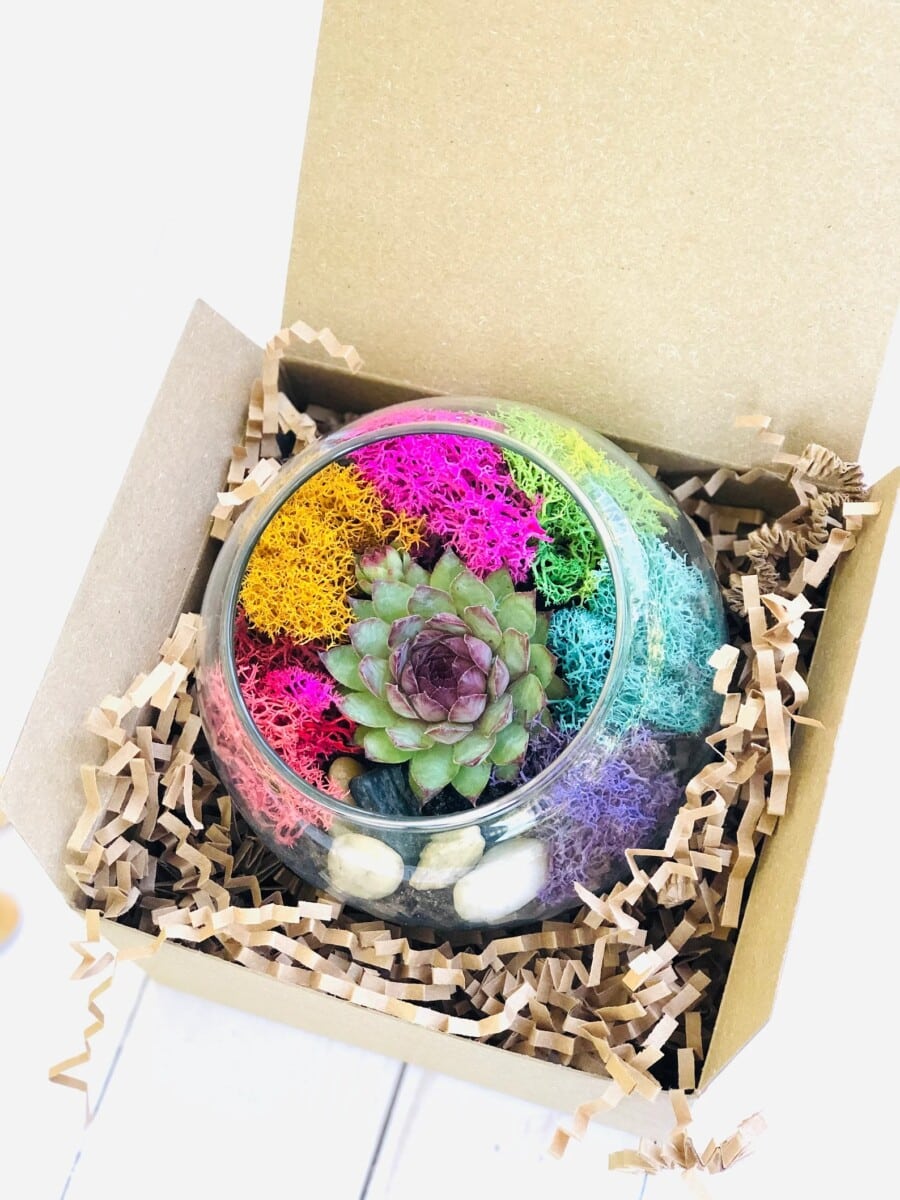 DIY terrarium kit
