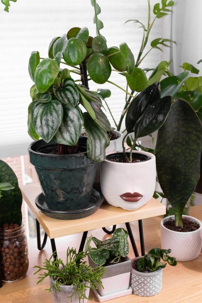 table top plant stand surrounded by plants