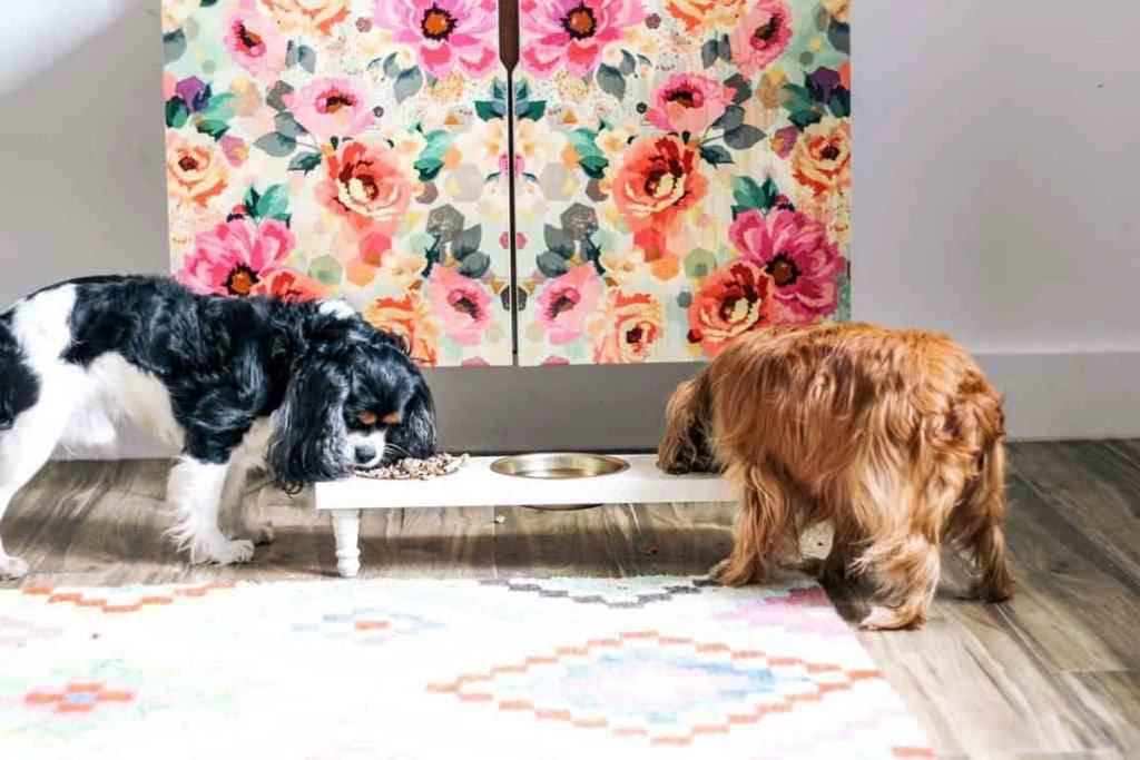 small dog bowl stand with two dogs eating
