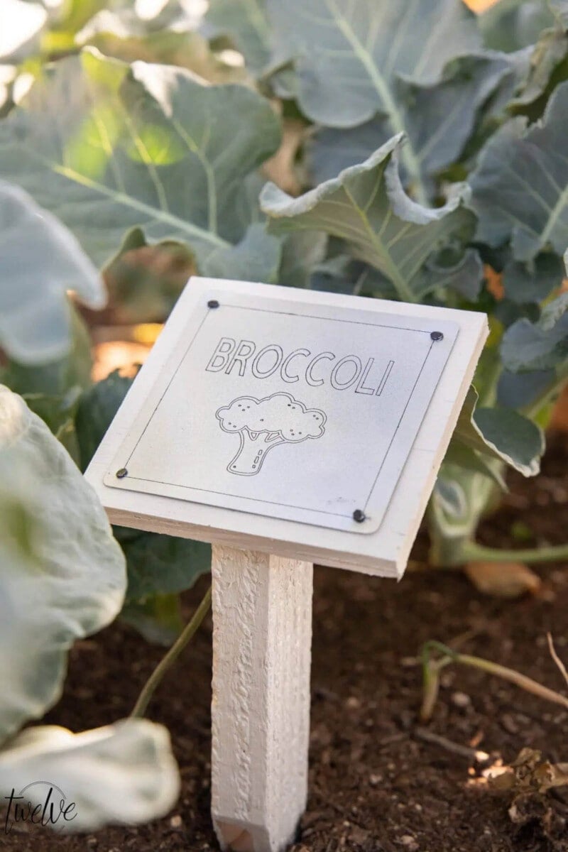 Engraved garden marker on a post for broccoli