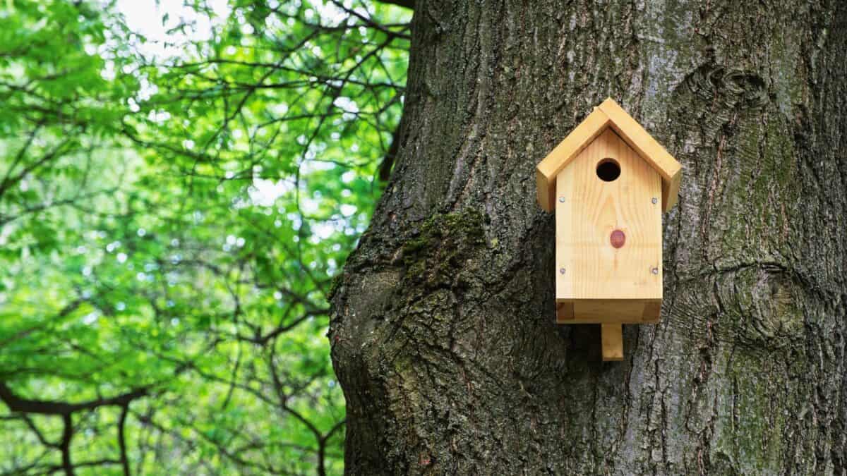 DIY birdhouse