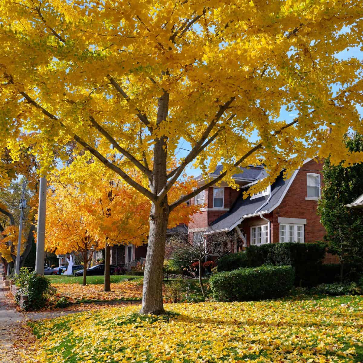 image of neighborhood with leaves turning color in fall