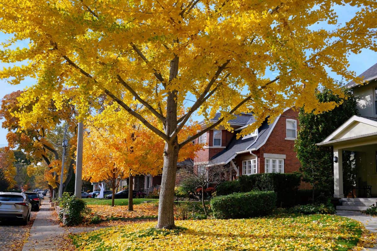 Image of neighborhood with leaves on trees turning color in fall