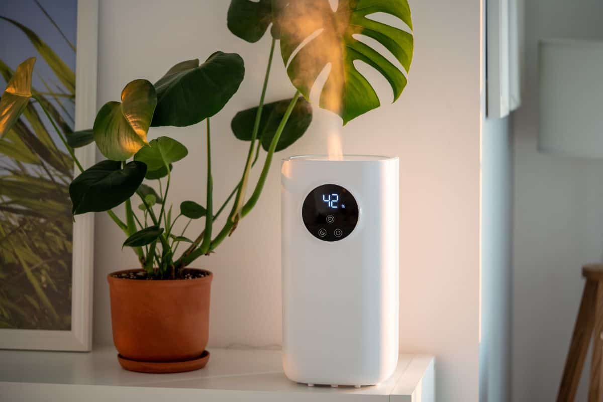 humidifier sitting next to a plant
