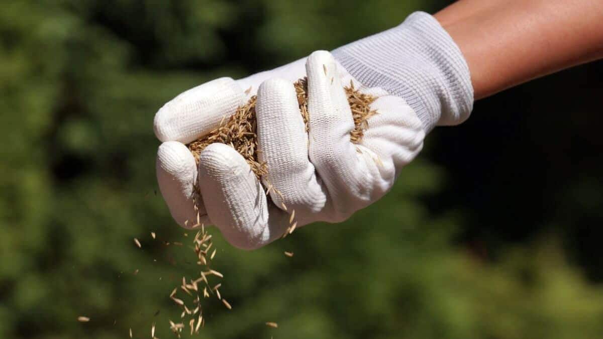 a gloved hand holding grass seed