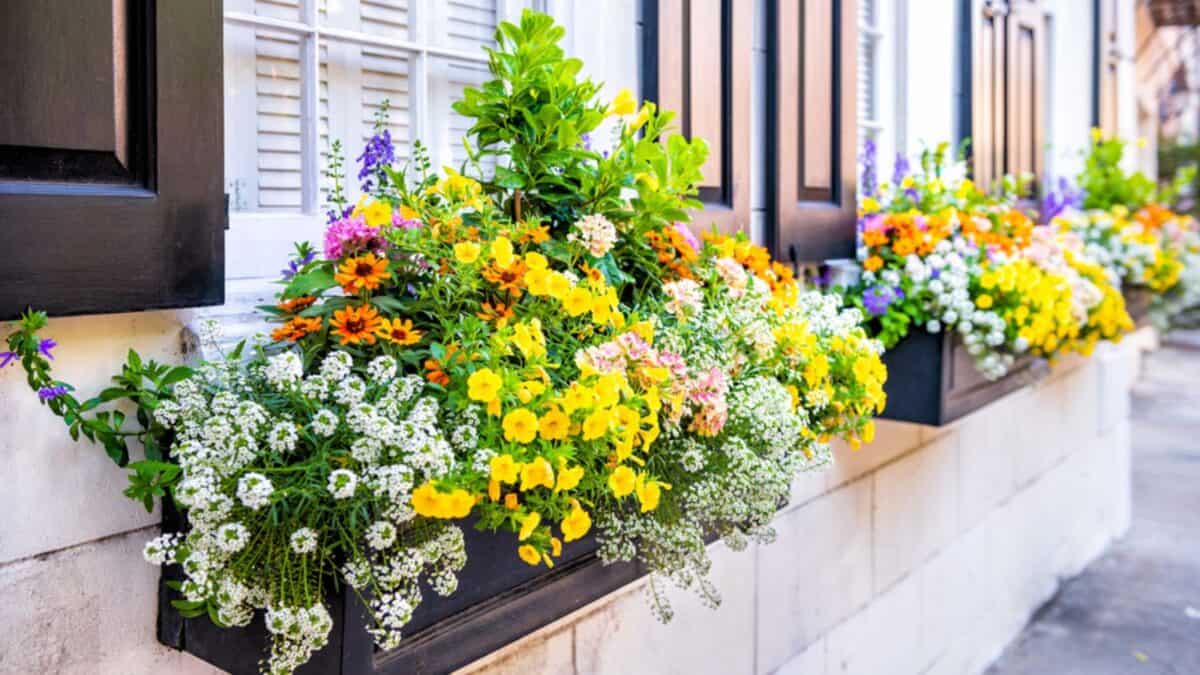 outdoor window box planters with flowers
