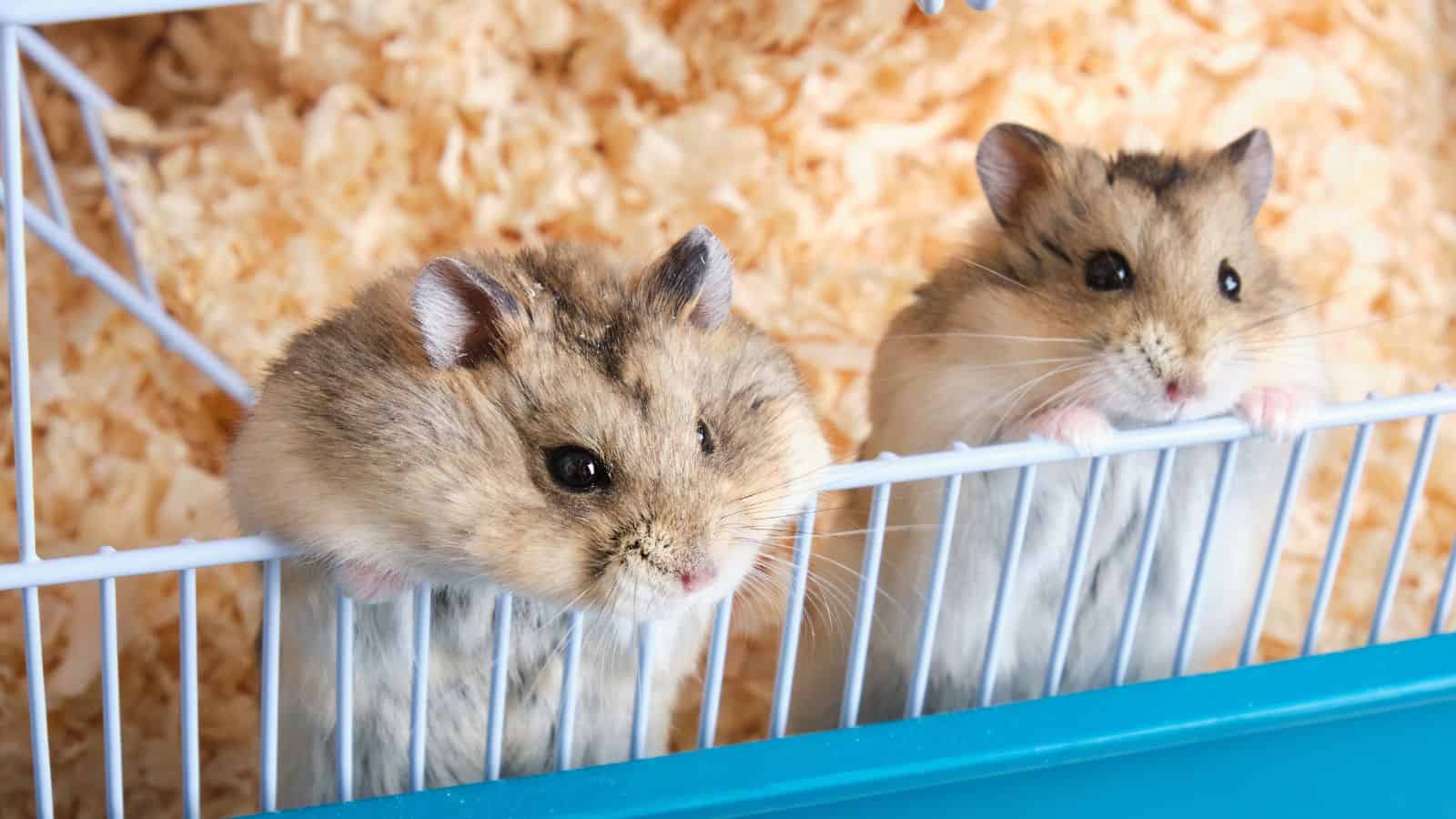 two hamsters in a cage