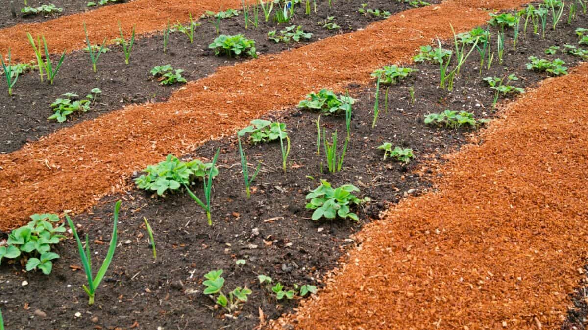 Sawdust used as garden pathway