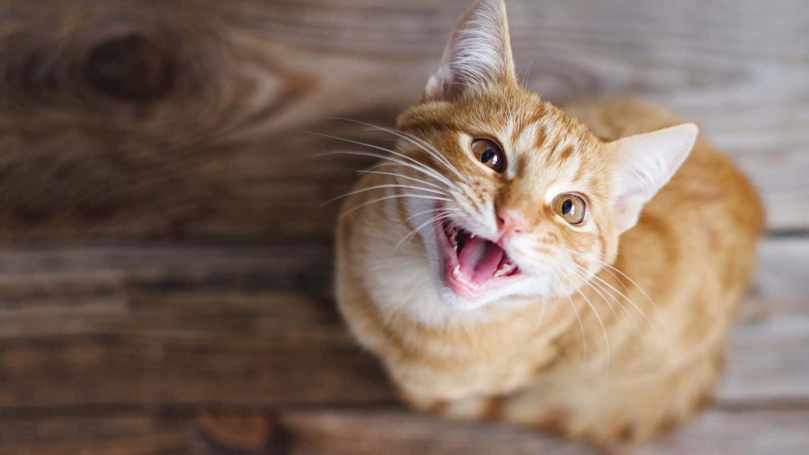yellow tabby cat meowing