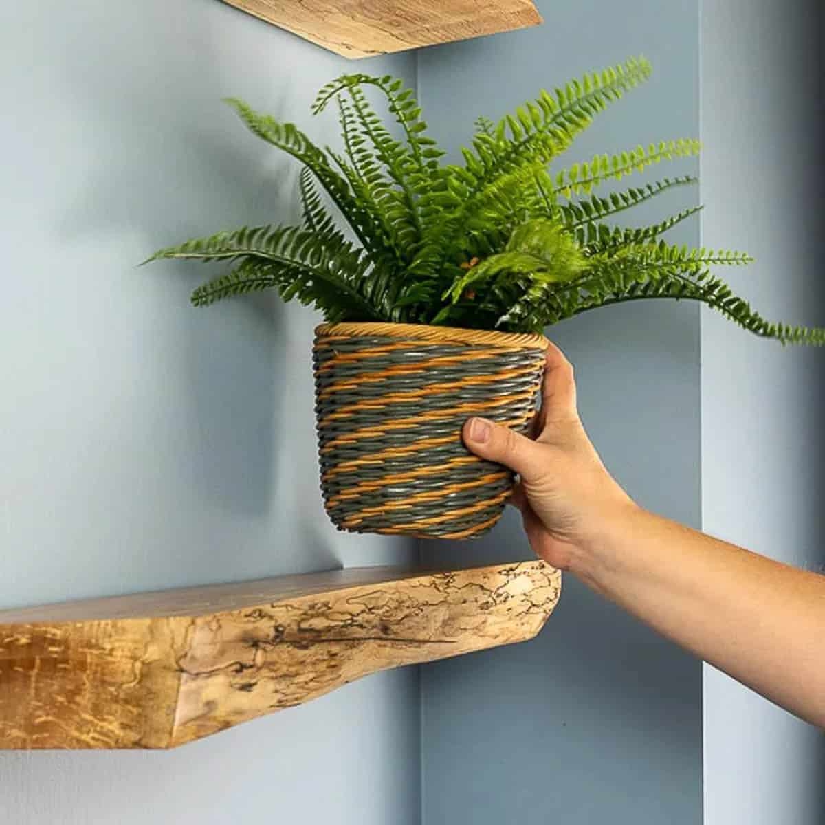 placing a plant on a live edge floating wall shelf